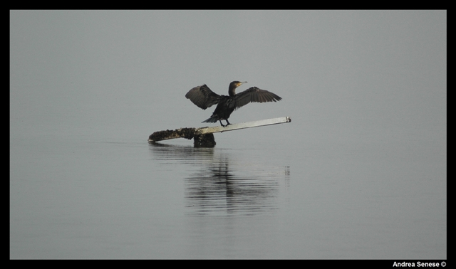 Phalacrocorax carbo